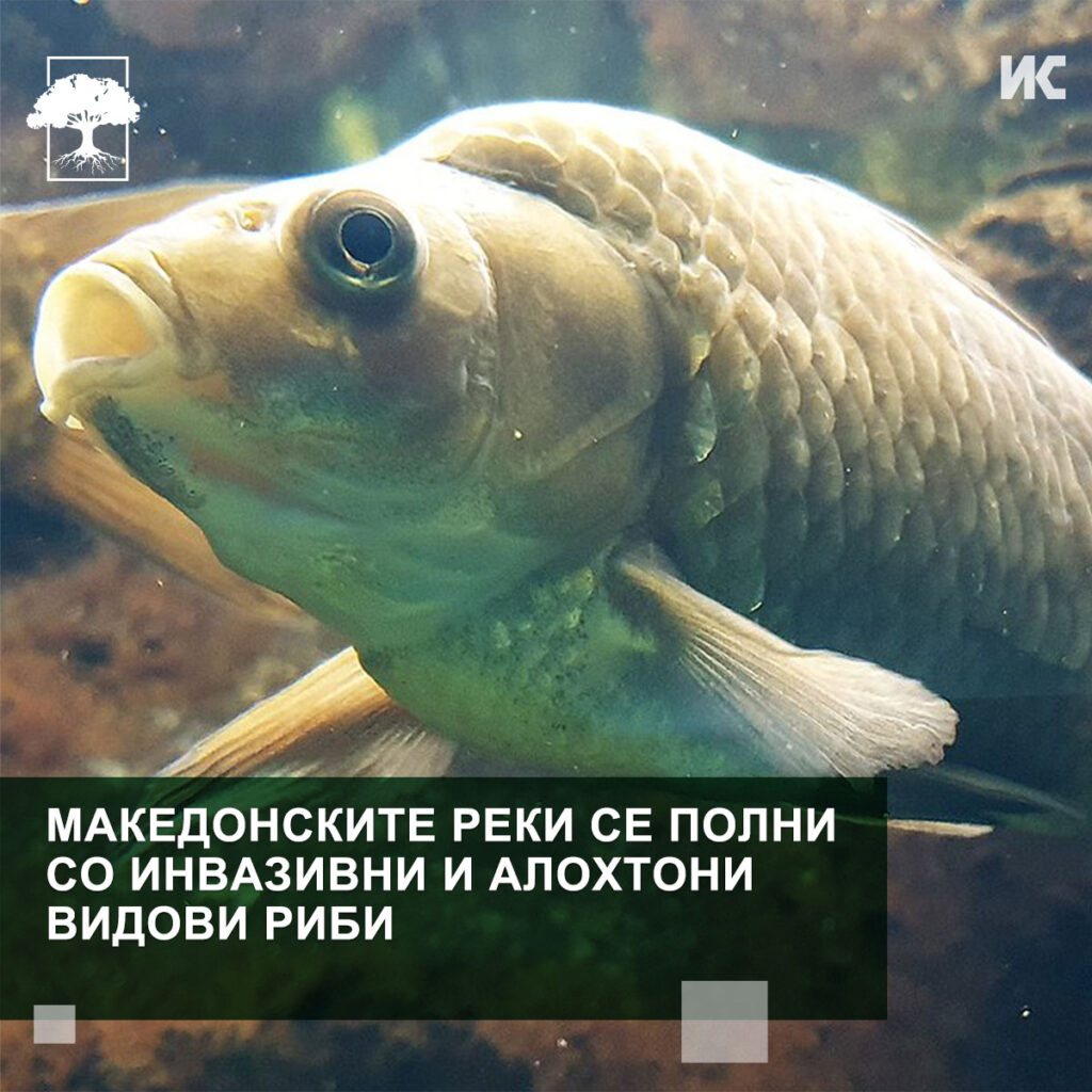 makedonskite reki polni so invazivni ribi