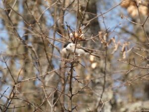 Фотографија од мала црноглава сипка (lat. poecile palustris)