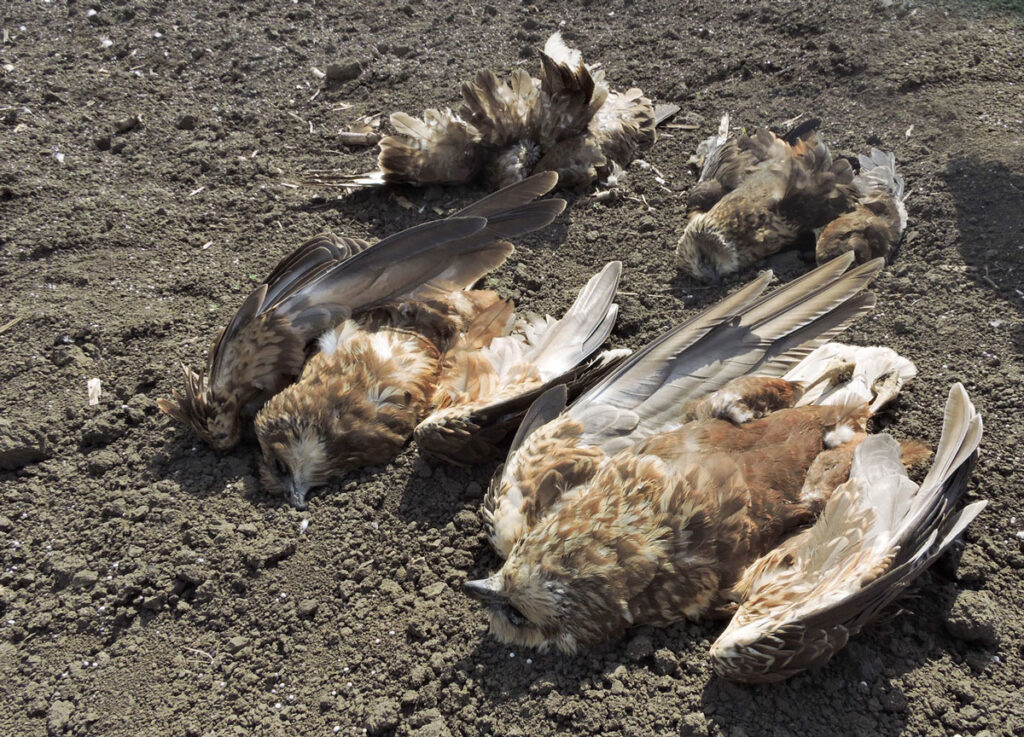Фотографија на која се гледаат мртви птици