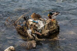 Фотографија од ѓубре во реката Вардар, кон кое приоѓаат патки.