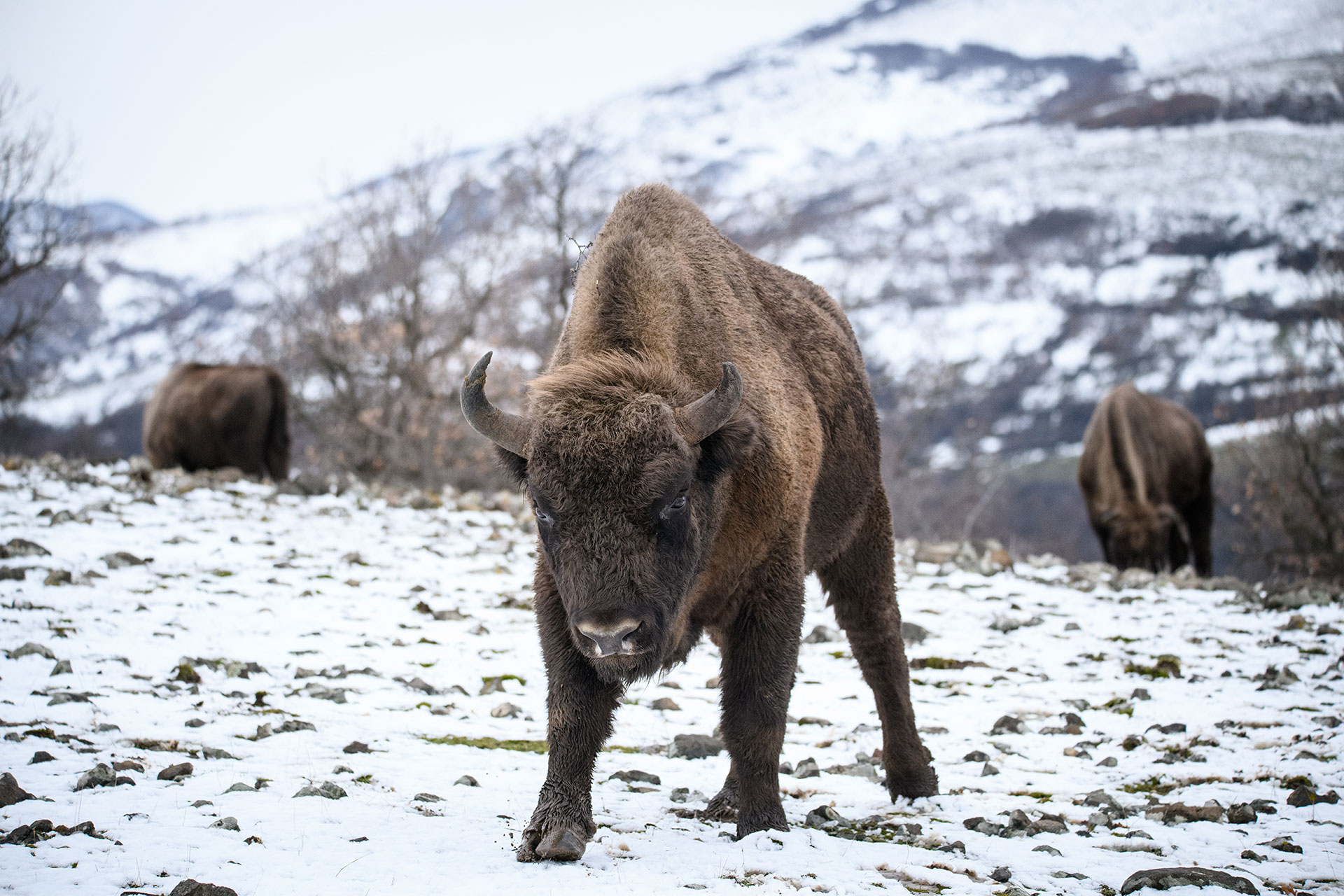 evropskiot bizon se vrakja na balkanot 1