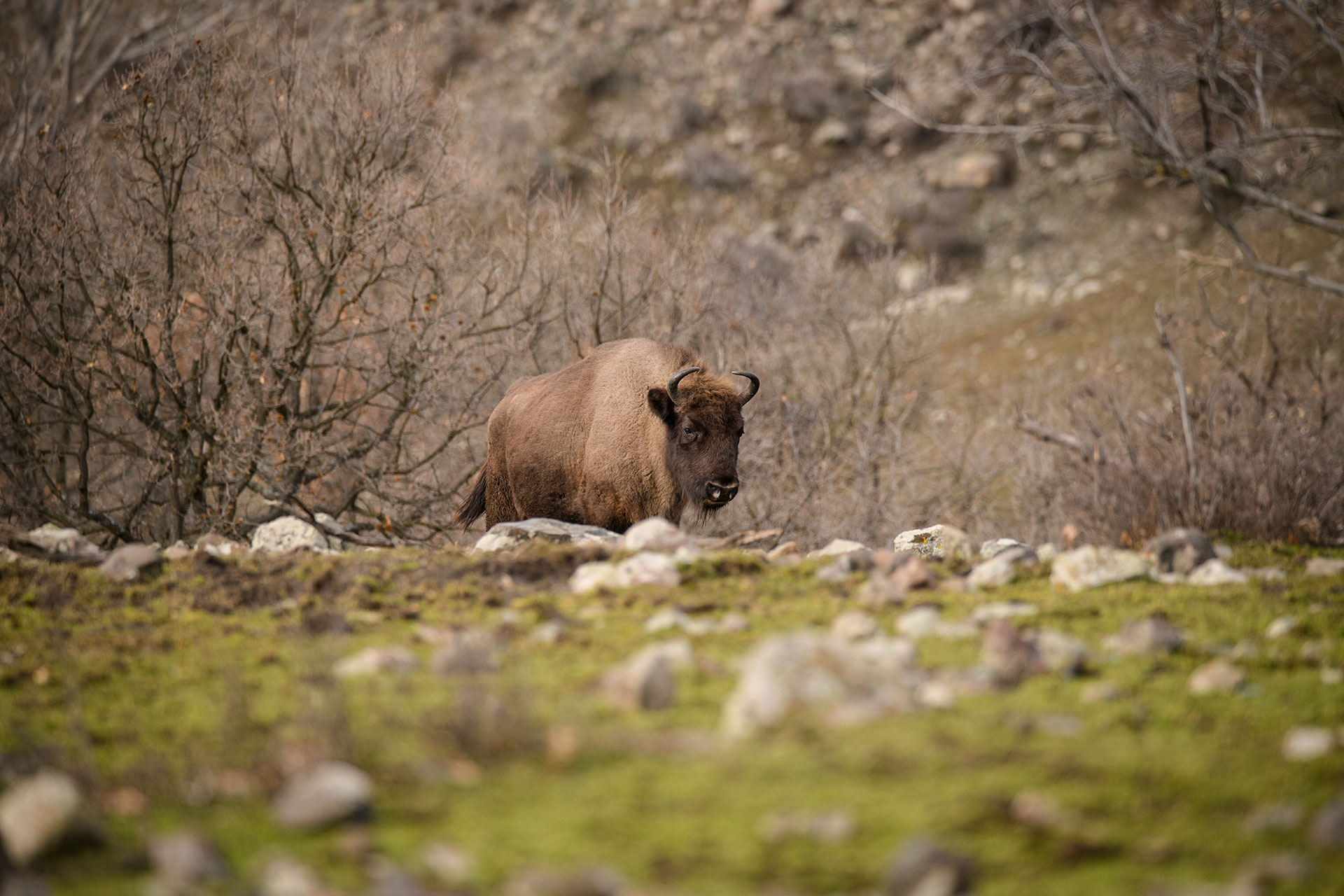 evropskiot bizon se vrakja na balkanot 2