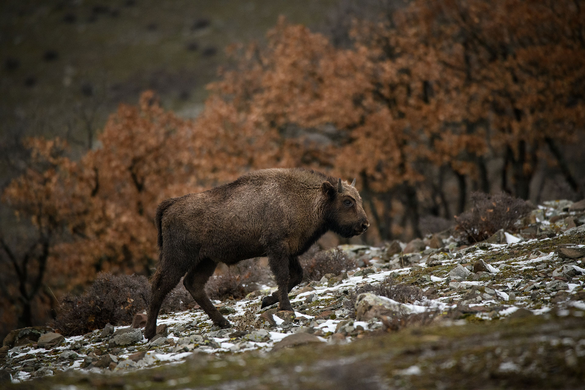 evropskiot bizon se vrakja na balkanot 3
