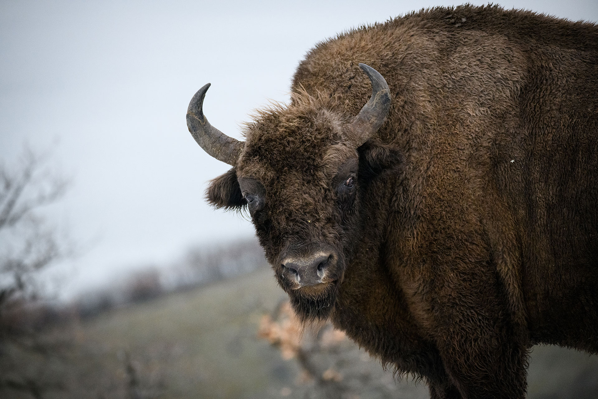 evropskiot bizon se vrakja na balkanot 6