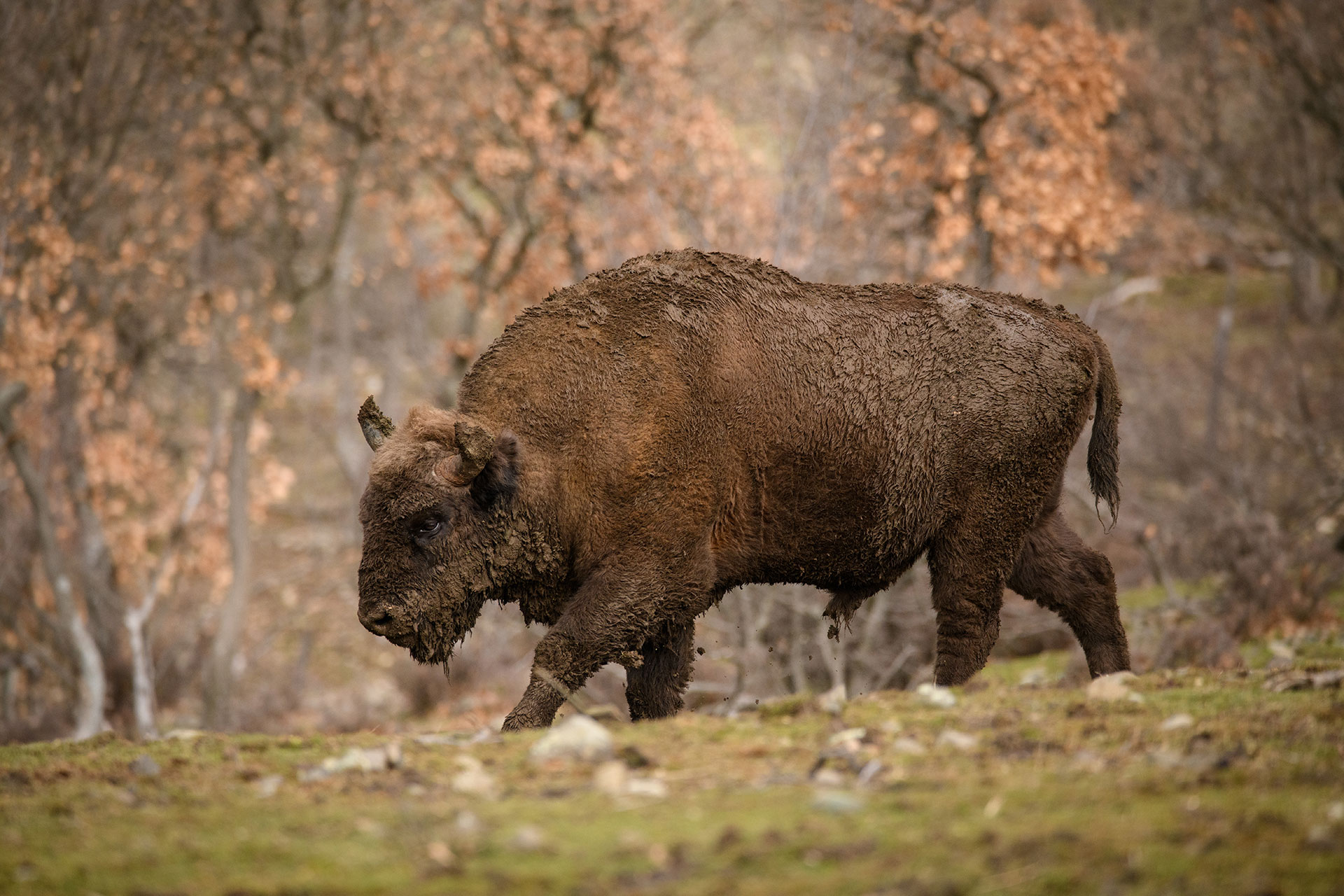 evropskiot bizon se vrakja na balkanot 7