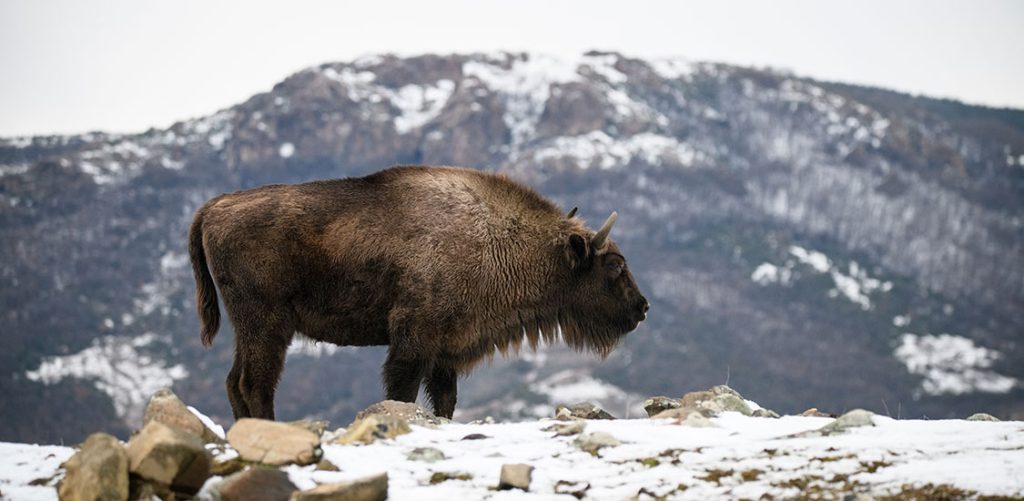 evropskiot bizon se vrakja na balkanot featured