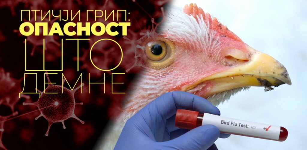pticji grip opasnost shto demne