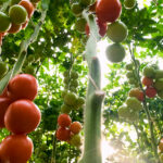 so adaptirani sorti na domati protiv klimatskite promeni featured