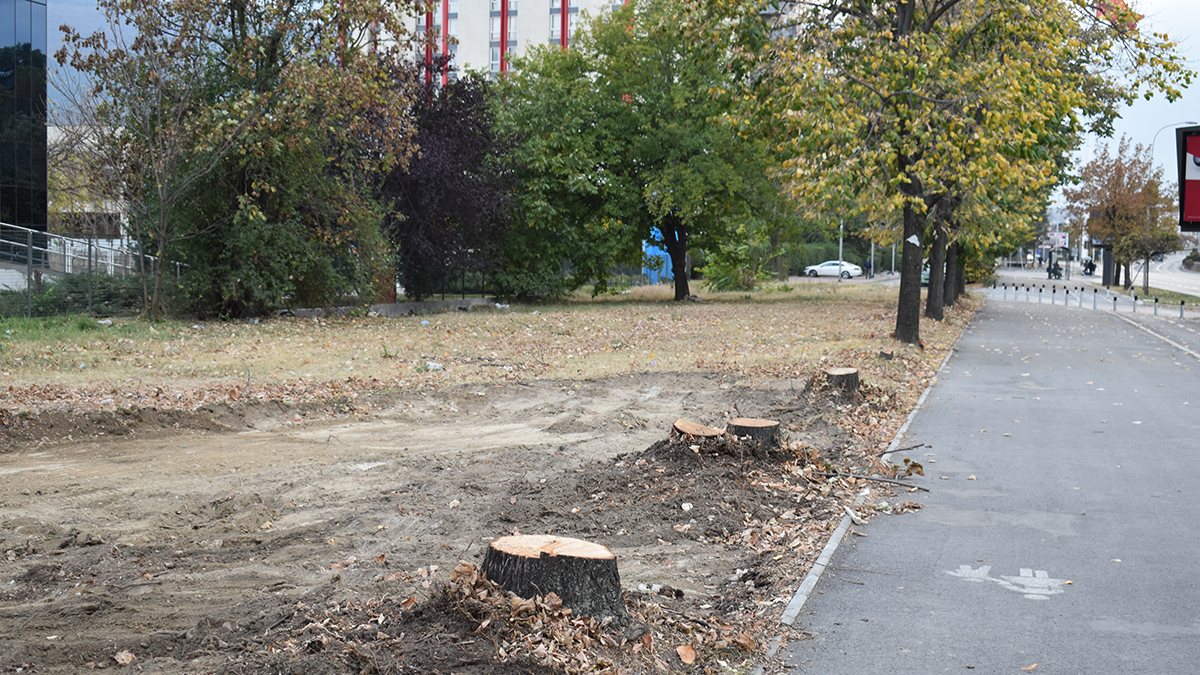 Исечени дрвја во центарот на Скопје